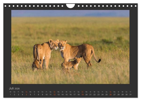 Produktbild: L&ouml;wen Wildlife-Fotografien (Wandkalender 2026 DIN A4 quer), CALVENDO Monatskalender