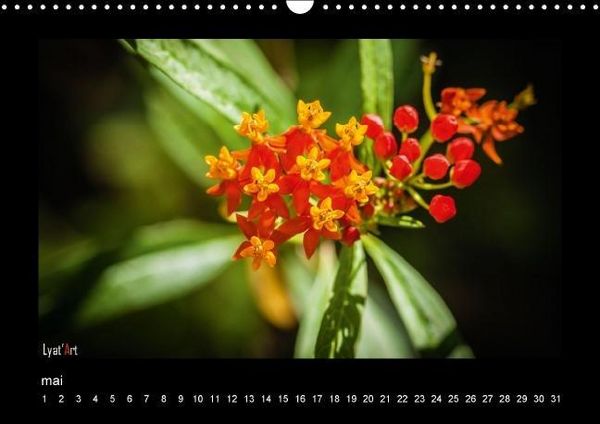 Produktbild: Liatard, A: Fleurs et couleurs (Calendrier mural Calendrier
