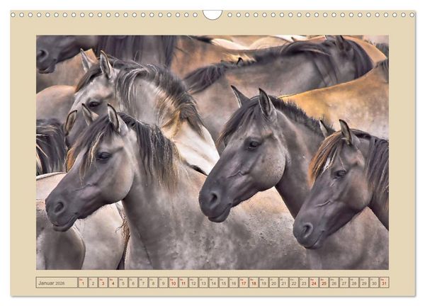 Produktbild: D&uuml;lmener Wildpferde im M&uuml;nsterland (Wandkalender 2026 DIN A3 quer), CALVENDO Monatskalender