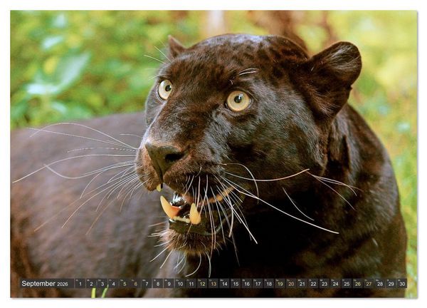 Produktbild: Raubkatzen: Geschmeidige J&auml;ger (Wandkalender 2026 DIN A3 quer), CALVENDO Monatskalender