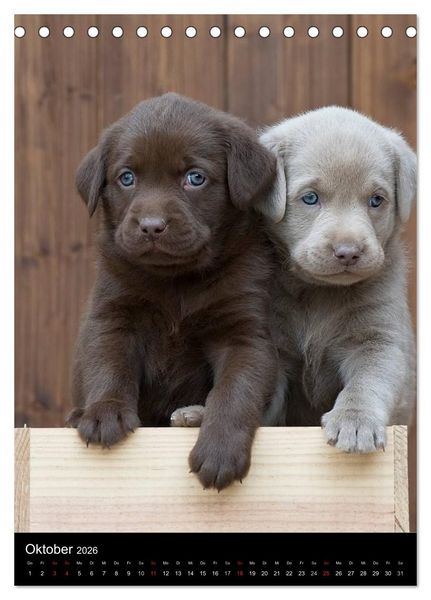 Produktbild: Labrador Welpen (Tischkalender 2026 DIN A5 hoch), CALVENDO Monatskalender