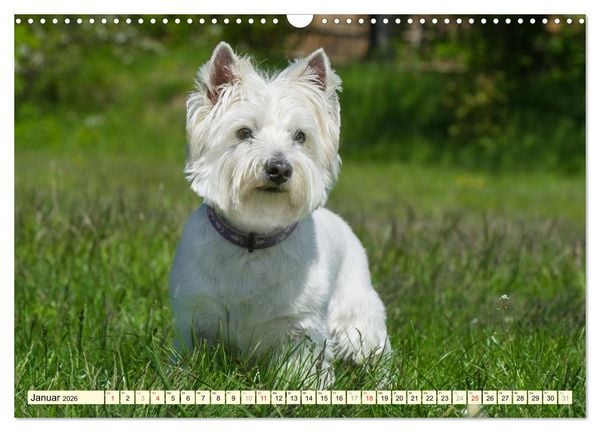 Produktbild: Kobold auf 4 Pfoten - West Highland White Terrier (Wandkalender 2026 DIN A3 quer), CALVENDO Monatskalender
