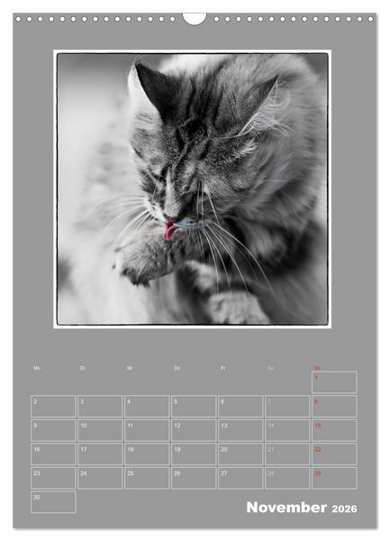 Produktbild: Katzen Blues / Planer (Wandkalender 2026 DIN A3 hoch), CALVENDO Monatskalender