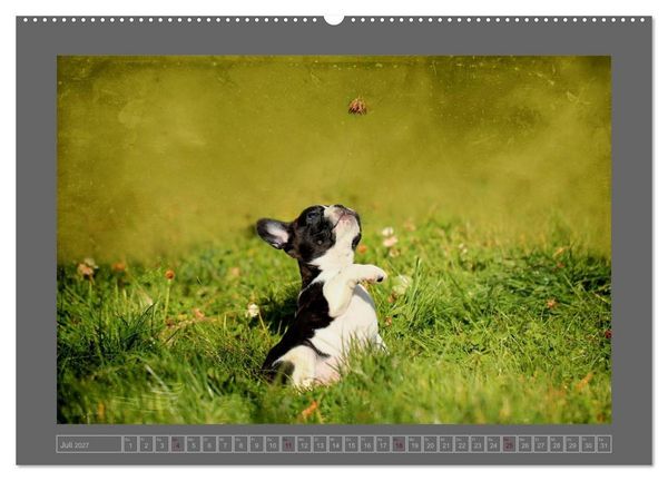 Produktbild: Franz&ouml;sische Bulldoggen (hochwertiger Premium Wandkalender 2027 DIN A2 quer), Kunstdruck in Hochglanz