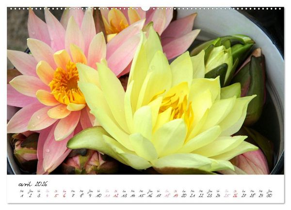 Produktbild: N&eacute;nuphars enchanteurs (Calendrier mural 2026 DIN A2 vertical), CALVENDO calendrier mensuel