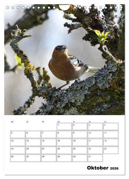Produktbild: Amsel, Drossel, Fink und Star - beobachtet (Wandkalender 2026 DIN A4 hoch), CALVENDO Monatskalender