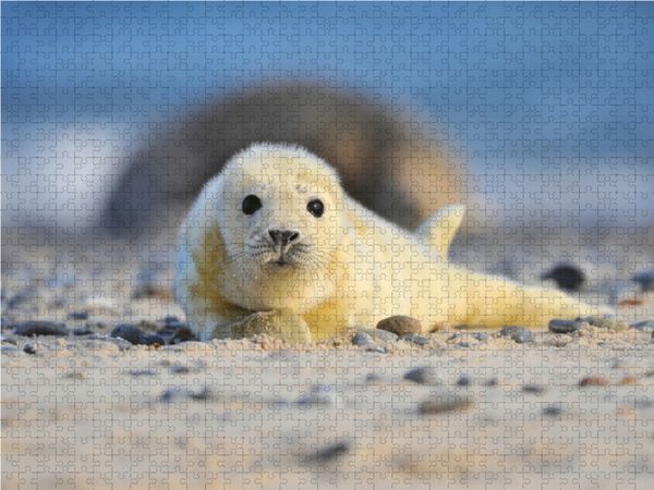 Produktbild: CALVENDO Puzzle Neugieriger Nachwuchs | 1000 Teile Lege-Gr&ouml;&szlig;e 64x48cm Foto-Puzzle f&uuml;r gl&uuml;ckliche Stunden