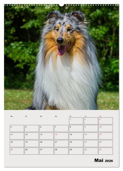 Produktbild: Collies - Freunde f&uuml;r&acute;s Leben (hochwertiger Premium Wandkalender 2026 DIN A2 hoch), Kunstdruck in Hochglanz