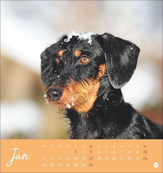 Produktbild: Dackel Postkartenkalender 2027
