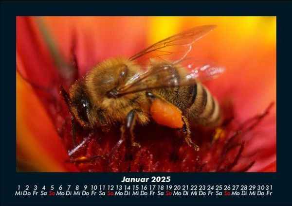 Produktbild: Bien 2025 Fotokalender DIN A5