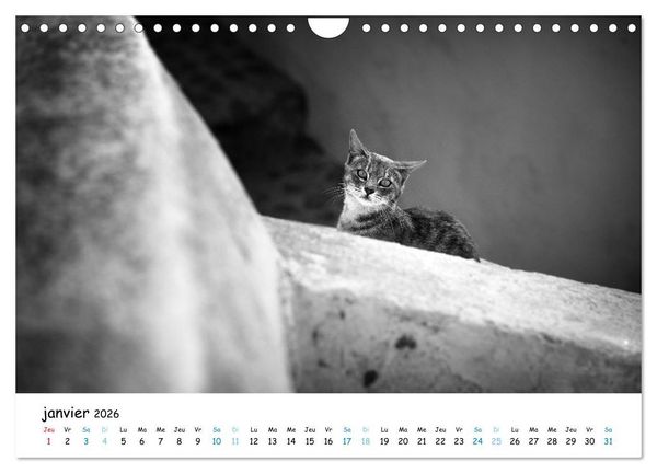 Produktbild: Chats de Santorin - Les princes d'Oia en noir et blanc (Calendrier mural 2026 DIN A4 vertical), CALVENDO calendrier mensuel