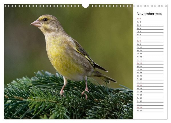 Produktbild: Unsere heimischen Gartenv&ouml;gel (Wandkalender 2026 DIN A3 quer), CALVENDO Monatskalender