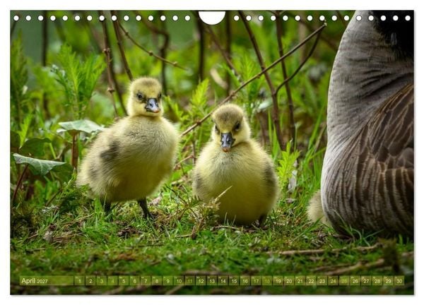 Produktbild: Gans sch&ouml;n wild (Wandkalender 2027 DIN A4 quer), CALVENDO Monatskalender