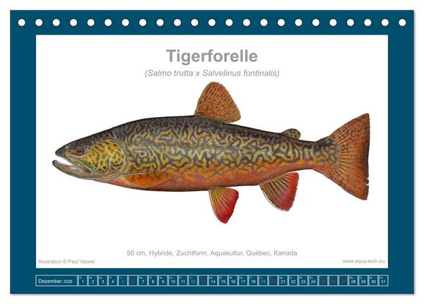 Produktbild: Fisch als Kunst 2026: Amerikanische Saiblinge (Tischkalender 2026 DIN A5 quer), CALVENDO Monatskalender