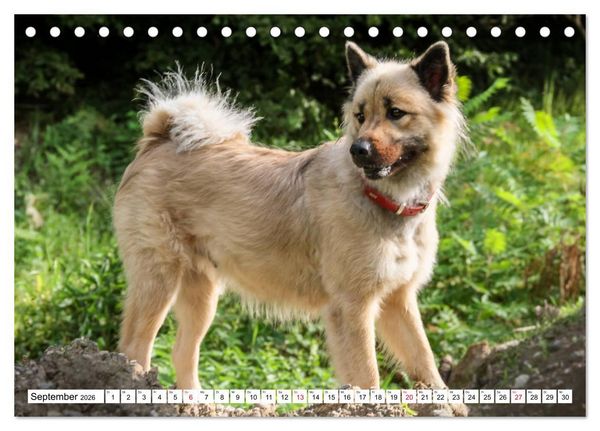Produktbild: Eurasier, der Hund im Wolfspelz (Tischkalender 2026 DIN A5 quer), CALVENDO Monatskalender
