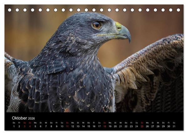 Produktbild: Raubv&ouml;gel zum Greifen nahe (Tischkalender 2026 DIN A5 quer), CALVENDO Monatskalender