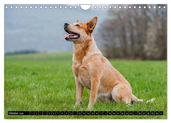 Produktbild: Power auf 4 Pfoten. Australian Cattle Dog (Wandkalender 2026 DIN A4 quer), CALVENDO Monatskalender