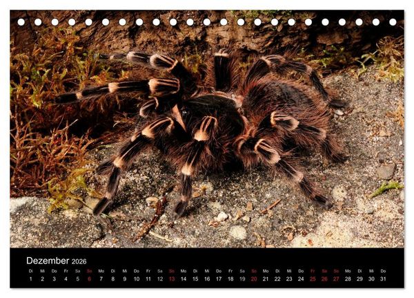 Produktbild: Vogelspinnen - Tarantulas (Tischkalender 2026 DIN A5 quer), CALVENDO Monatskalender