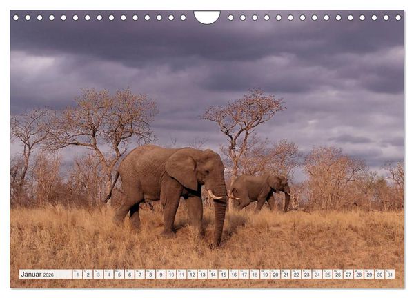 Produktbild: S&uuml;dafrika / Landschaften & Tiere / Christian Heeb (Wandkalender 2026 DIN A4 quer), CALVENDO Monatskalender