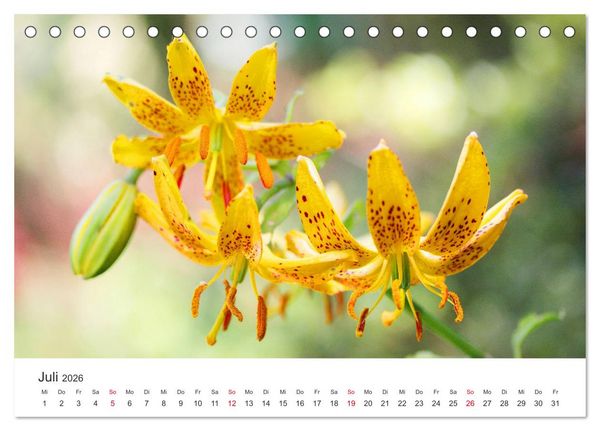 Produktbild: Feurige Lilien (Tischkalender 2026 DIN A5 quer), CALVENDO Monatskalender