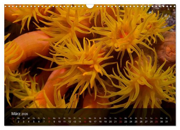 Produktbild: Unterwasser Strukuren (Wandkalender 2026 DIN A3 quer), CALVENDO Monatskalender