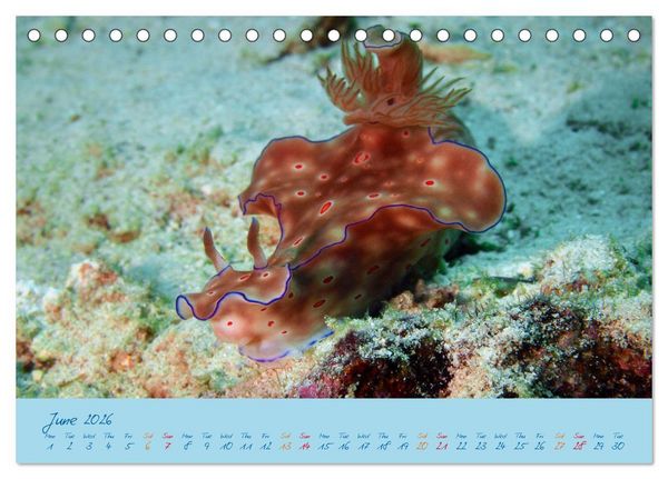 Produktbild: Sea Slugs - Little Wonders - Pure Beauties (Desk Calendar 2026 DIN A5 landscape), CALVENDO 12 Month DeskCalendar