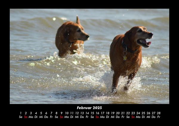 Produktbild: Der Hundekalender 2025 Fotokalender DIN A3