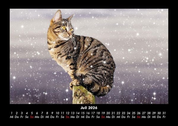 Produktbild: F&uuml;r Katzenfreunde 2026 Fotokalender DIN A3
