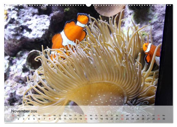 Produktbild: Knallbunte Wasserwelt. Die Welt der Fische (Wandkalender 2026 DIN A2 quer), CALVENDO Monatskalender