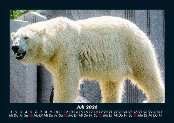 Produktbild: Eisb&auml;ren 2026 Fotokalender DIN A5