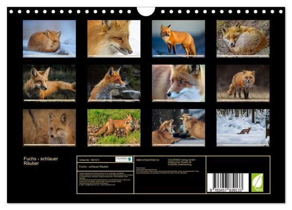 Produktbild: Fuchs - schlauer R&auml;uber (Wandkalender 2026 DIN A4 quer), CALVENDO Monatskalender