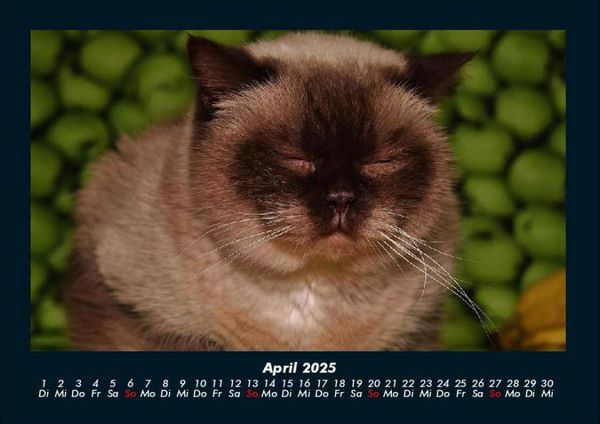 Produktbild: F&uuml;r Katzenfreunde 2025 Fotokalender DIN A4