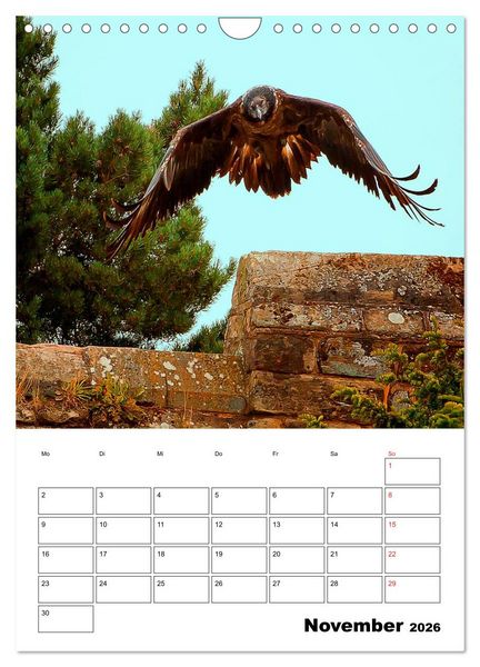 Produktbild: Raub- und Greifv&ouml;gel im Flug (Wandkalender 2026 DIN A4 hoch), CALVENDO Monatskalender