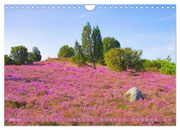 Produktbild: L&uuml;neburger Heide - Wanderung rund um Wilsede und Totengrund (Wandkalender 2026 DIN A4 quer), CALVENDO Monatskalender