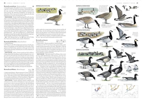 Produktbild: Gu&iacute;a de aves : Europa y la regi&oacute;n mediterr&aacute;nea