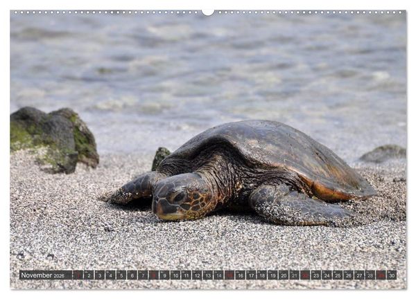 Produktbild: Wilde Fauna - Reptilien (Wandkalender 2026 DIN A2 quer), CALVENDO Monatskalender