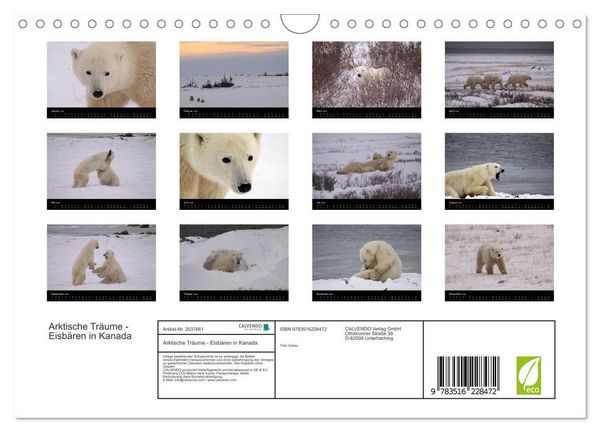 Produktbild: Arktische Tr&auml;ume - Eisb&auml;ren in Kanada (Wandkalender 2026 DIN A4 quer), CALVENDO Monatskalender
