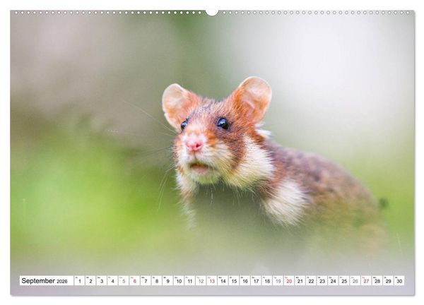 Produktbild: Herzige Feldhamster - farbenfrohe Nagetiere im st&auml;dtischen Lebensraum (hochwertiger Premium Wandkalender 2026 DIN A2 quer), Kunstdruck in Hochglanz