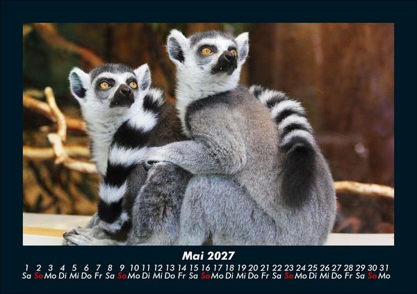 Produktbild: Tierkalender 2027 Fotokalender DIN A5