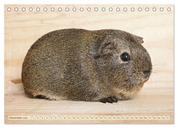 Produktbild: MEERSCHWEINCHEN neugierig - s&uuml;&szlig; - liebenswert (Tischkalender 2026 DIN A5 quer), CALVENDO Monatskalender