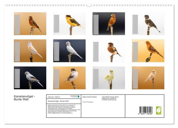 Produktbild: Kanarienv&ouml;gel - Bunte Welt (hochwertiger Premium Wandkalender 2026 DIN A2 quer), Kunstdruck in Hochglanz
