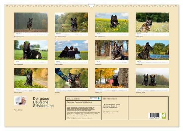 Produktbild: Der graue Deutsche Sch&auml;ferhund (Wandkalender 2026 DIN A2 quer), CALVENDO Monatskalender