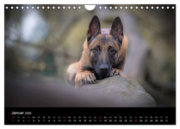 Produktbild: Belgischer Sch&auml;ferhund - Der Malinois (Wandkalender 2026 DIN A4 quer), CALVENDO Monatskalender