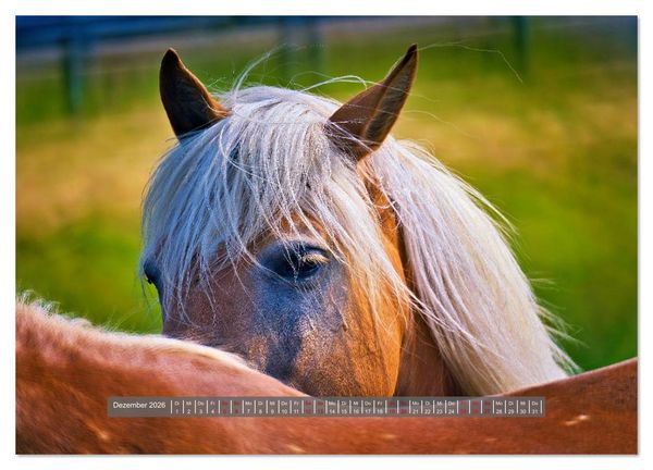 Produktbild: Die besonderen Haflinger-Pferde (Wandkalender 2026 DIN A3 quer), CALVENDO Monatskalender