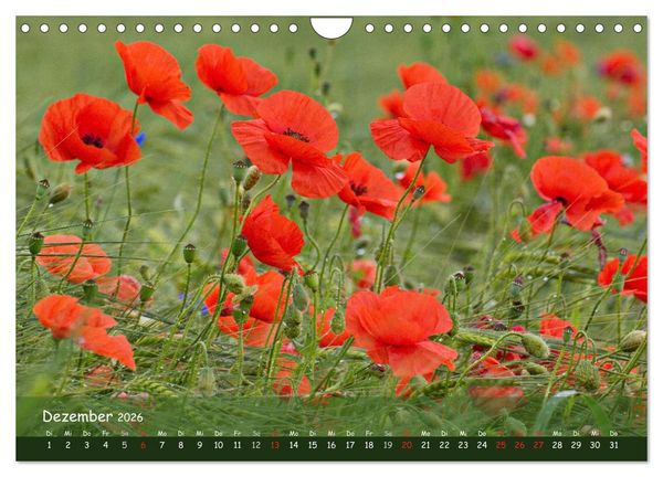 Produktbild: Mohntr&auml;ume (Wandkalender 2026 DIN A4 quer), CALVENDO Monatskalender