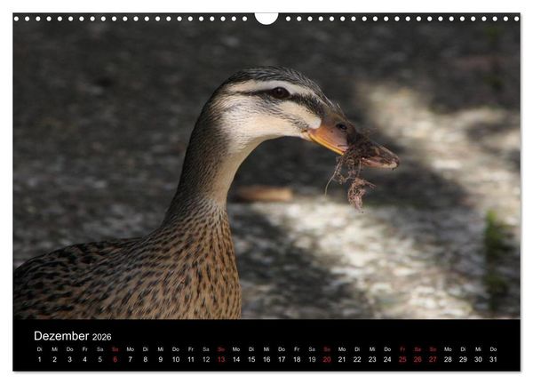Produktbild: Laufentenk&uuml;ken - Sunny (Wandkalender 2026 DIN A3 quer), CALVENDO Monatskalender