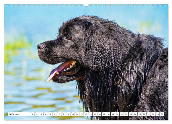 Produktbild: Neufundl&auml;nder - Das Wasser ist ihr Element (Wandkalender 2026 DIN A2 quer), CALVENDO Monatskalender