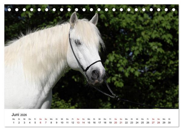Produktbild: Pferde - im Galopp durch's Jahr 2026 (Tischkalender 2026 DIN A5 quer), CALVENDO Monatskalender