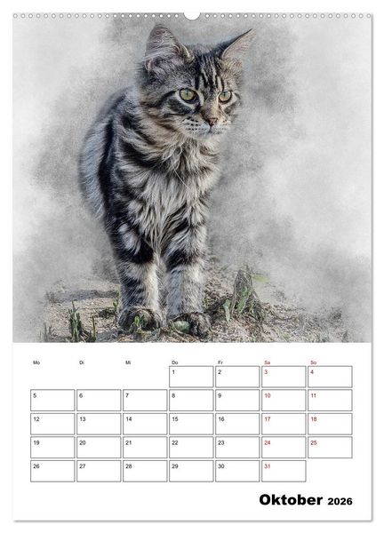 Produktbild: Maine Coon Katzen (Wandkalender 2026 DIN A2 hoch), CALVENDO Monatskalender