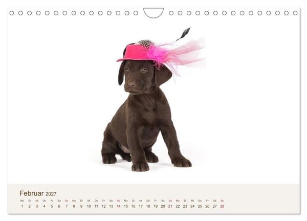 Produktbild: Labrador - Welpen (Wandkalender 2027 DIN A4 quer), CALVENDO Monatskalender